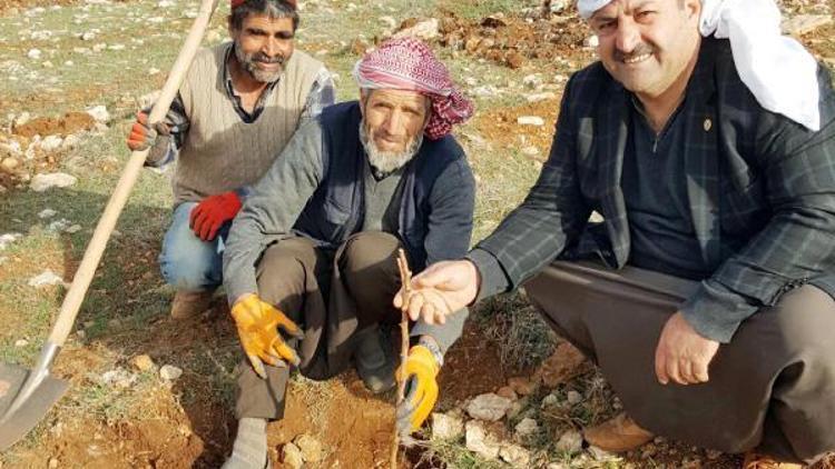 Şanlıurfa’ya, 5 bin badem fidanı