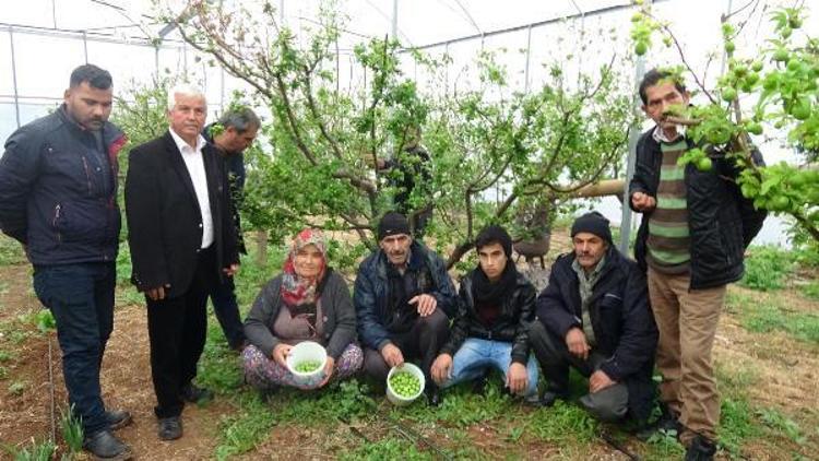 İlk hasat erik, kilosu 300 liradan satıldı