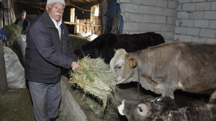 Bitlis’te büyükbaş hayvanları telef eden hastalık araştırılıyor