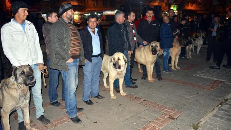 Hollandayı Kangal köpekleriyle protesto ettiler