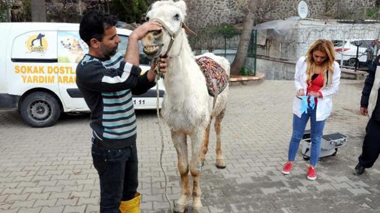 Kuyruğunu kesip, kırbaçla kör ettikleri atı sokağa attılar