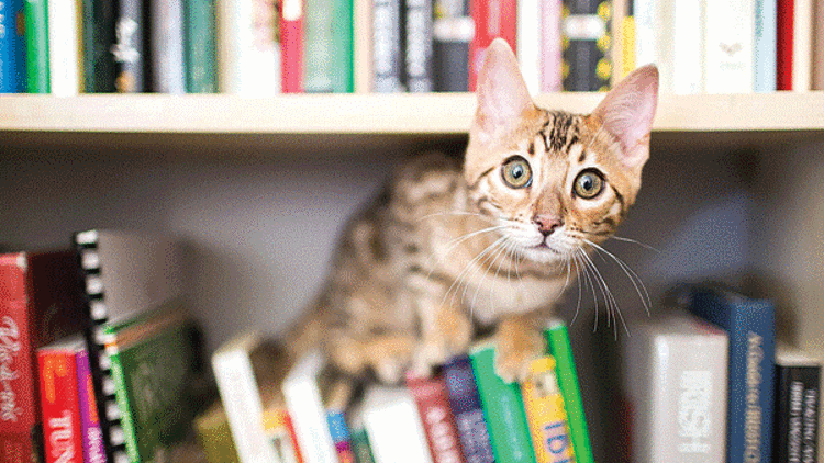 Bir kitap hayatınızı değiştirir  ama bir kedi daha fazla değiştirir