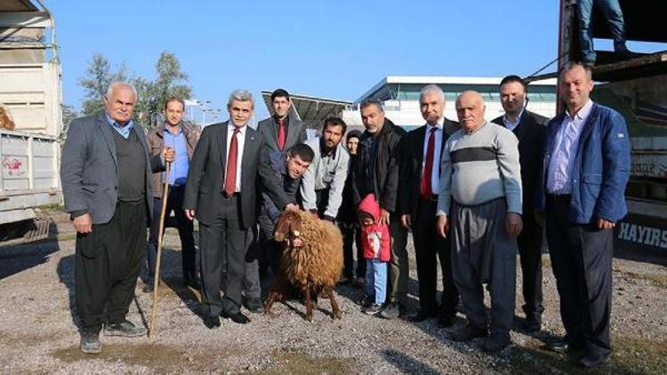 Genç çiftçilere 240 koyun dağıtıldı