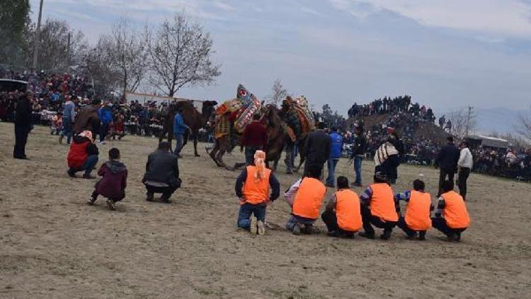 Kemalpaşada develer güreşti