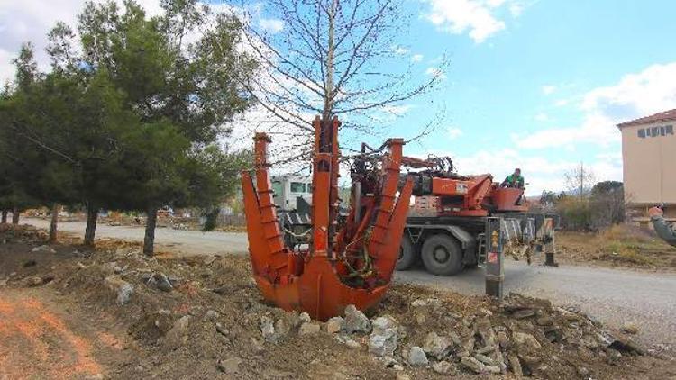 Kızılırmak kenarından sökülen ağaçlar, okul ve cami bahçelerine taşınıyor