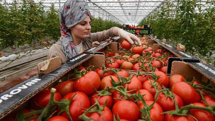 Rusyadan domates açıklaması