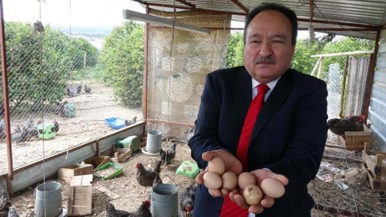 Eski başkan tavuk çiftliği kurup yumurta satıyor