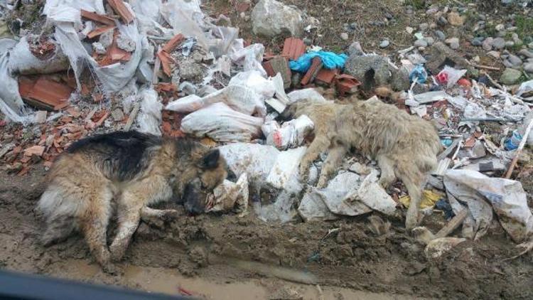Tirebolu’da belediye köpekleri zehirledi iddiası