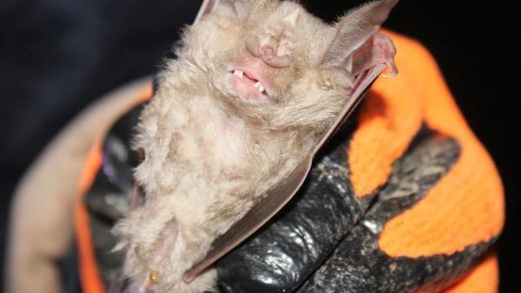 Endangered bat found in Hatay