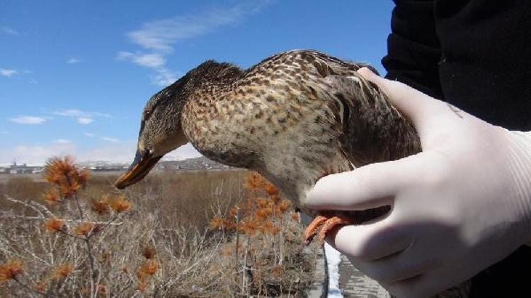 Avcıların vurduğu ördek tedavi sonrası doğaya bırakıldı