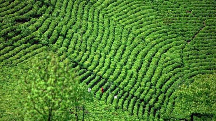 TEMA Vakfı’ndan organik çay üretimine destek