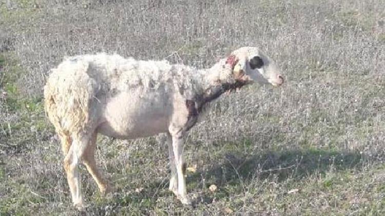 Kurtlar sürüye saldırarak 3 koyunu telef etti, 1ini yaraladı