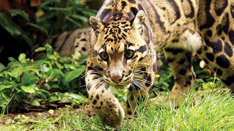 Himalayalar’da efsane leoparın peşinde