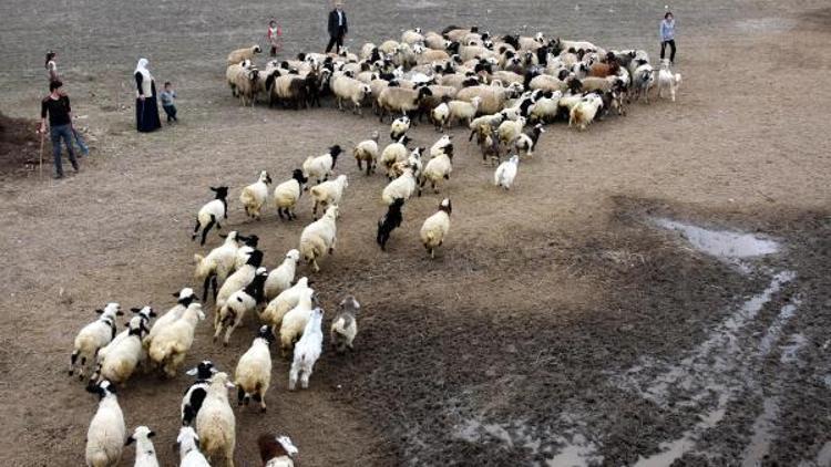 Kuzuların bahar buluşması