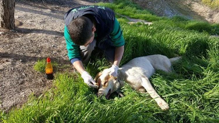 Askerlerin sınırda bulduğu yaralı köpek tedaviye alındı