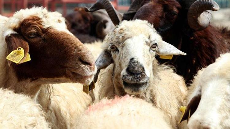 Kurban fiyatları ne kadar İşte bazı illerdeki kurbanlık satış fiyatları