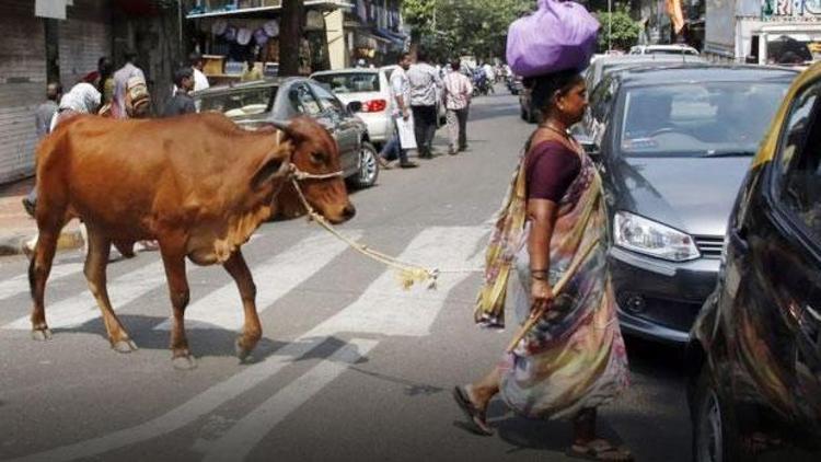 Hindistanda inek öldürmeye ömür boyu hapis cezası geldi