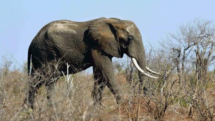 Fil sürüsü saldırdı park çalışanı 1 kişi öldü