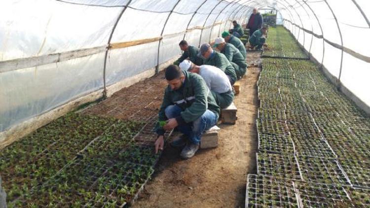 Edirne Belediyesi 400 bin çiçeği seralarda yetiştiriyor