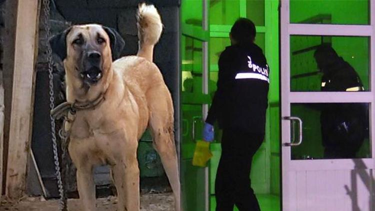 Cinayet failini köpeği yakalattı