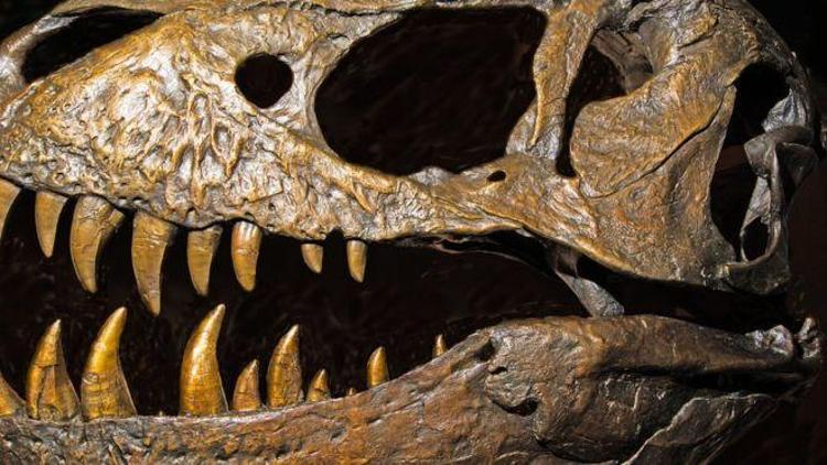 Dinozorlar düşünülenden daha erken ve İngilterede ortaya çıkmış olabilir