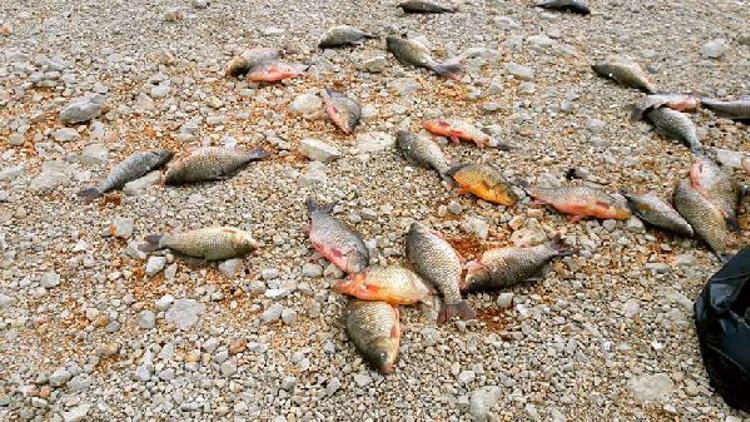 Baraj gölünde yasak ağ bulundu, ağdaki balıklar suya bırakıldı