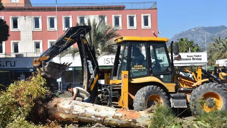 Demre meydandaki ağaçlar kesildi