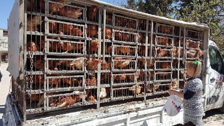 Kadın çiftçilere bedelsiz tavuk dağıtıldı