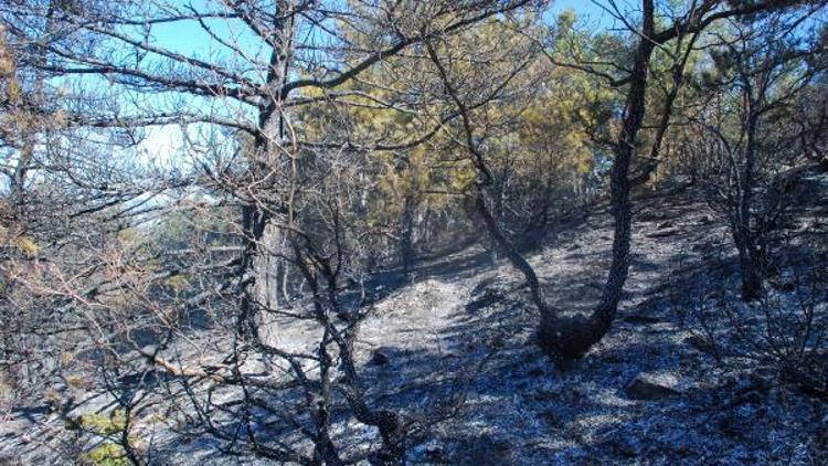 Kastamonuda 10 hektar orman alanı yandı