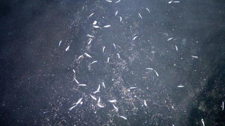 Ereğlide denizde toplu balık ölümleri