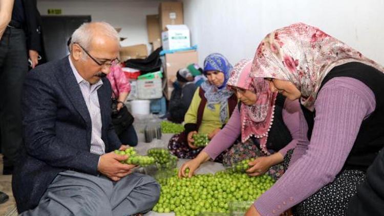 Bakan Elvan halde erik paketledi, traktöre bindi