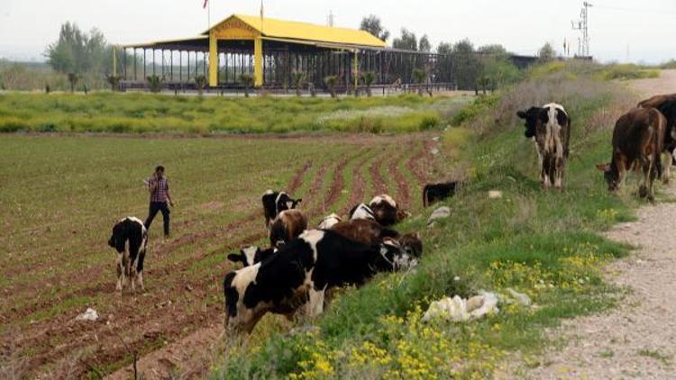 Sulama kanalına düşen 14 büyükbaş hayvan kurtarıldı