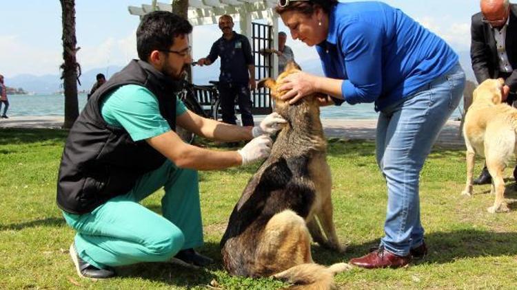 Fethiyede sokak hayvanları aşılandı