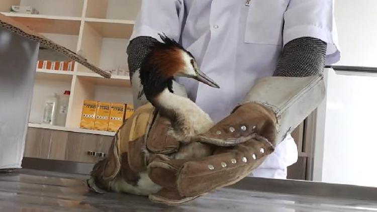 Nesli tükenmekte olan yaralı yaban ördeği koruma altına alındı