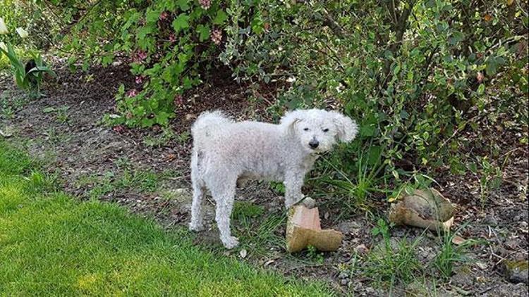 Fransada 11 yıl önce kaybolan köpek 450 kilometre uzakta bulundu