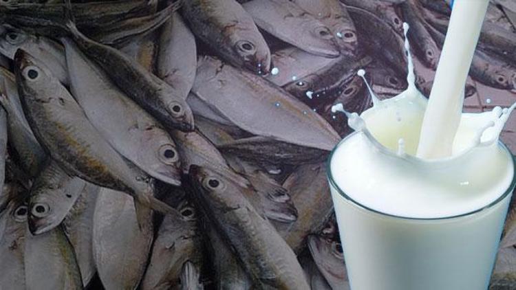 Balık yedikten sonra süt içen üniversite öğrencisi öldü