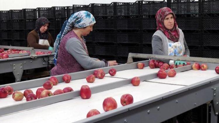 Girişimci kardeşler elma ihracatı yapıyor