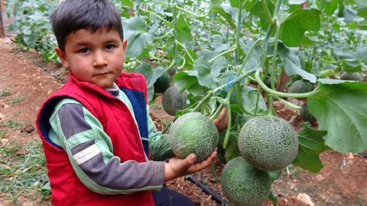 Erdemli’de turfanda kavun hasadı başladı