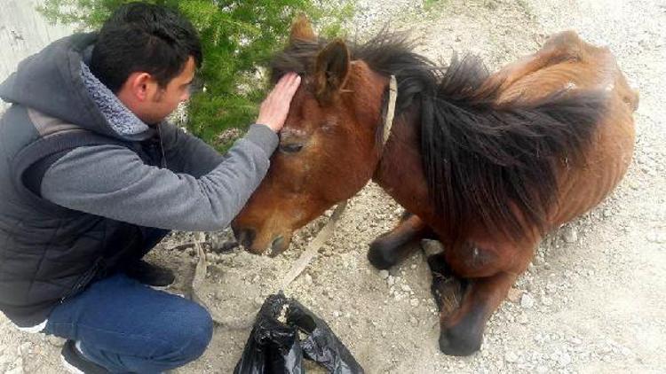 Bitkin bulunan at sahibinden alınıp tedaviye götürüldü