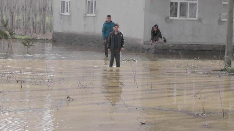 Muş Ovasında ekinlerin çürümesi gündemde