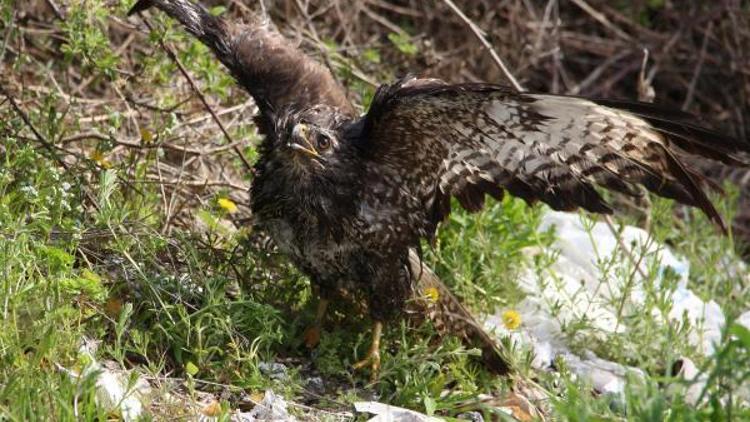 Kırklareli’de tedavi edilen şahin, doğaya salındı