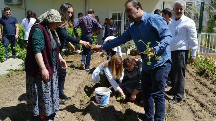 Hastalar sebze fidesi dikti