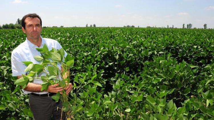 Ziraat Odası Başkanı: Tarlayı nadasa bırakmayın, baklagil ekin