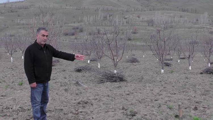 Elma ağaçlarını fareler kemirdi