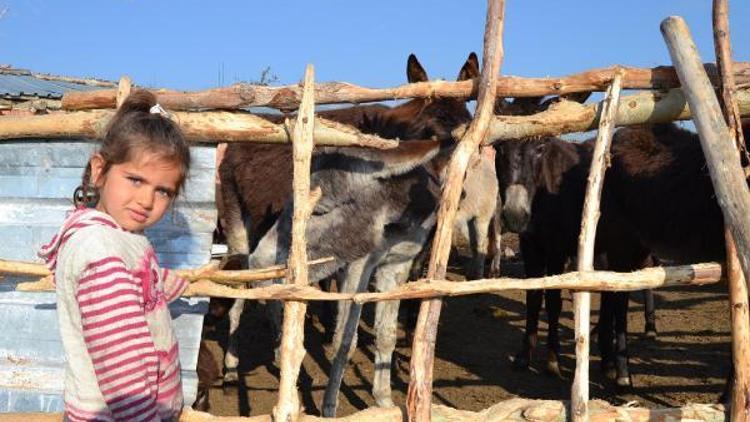 Eşek sütünün litresini 120 liradan satıyor