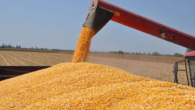 TMO 44,000 ton mısır alımı için ihale açtı