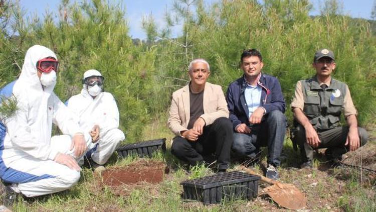 Terminatör böcekler, biyolojik mücadele için ormana bırakıldı