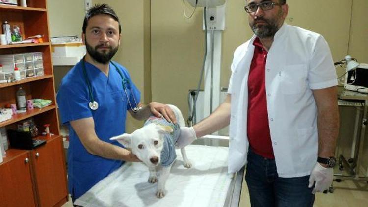 Havuçla işkence yapılan köpek yeniden tedaviye alındı