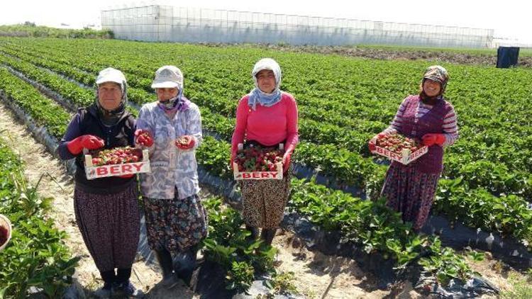 Silifkede çilek ve domates ihracatı başladı