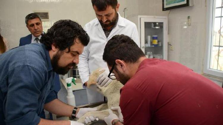 Türkiyede bir ilk, sokak hayvanları, kan testi sonrası aşıyla korunacak